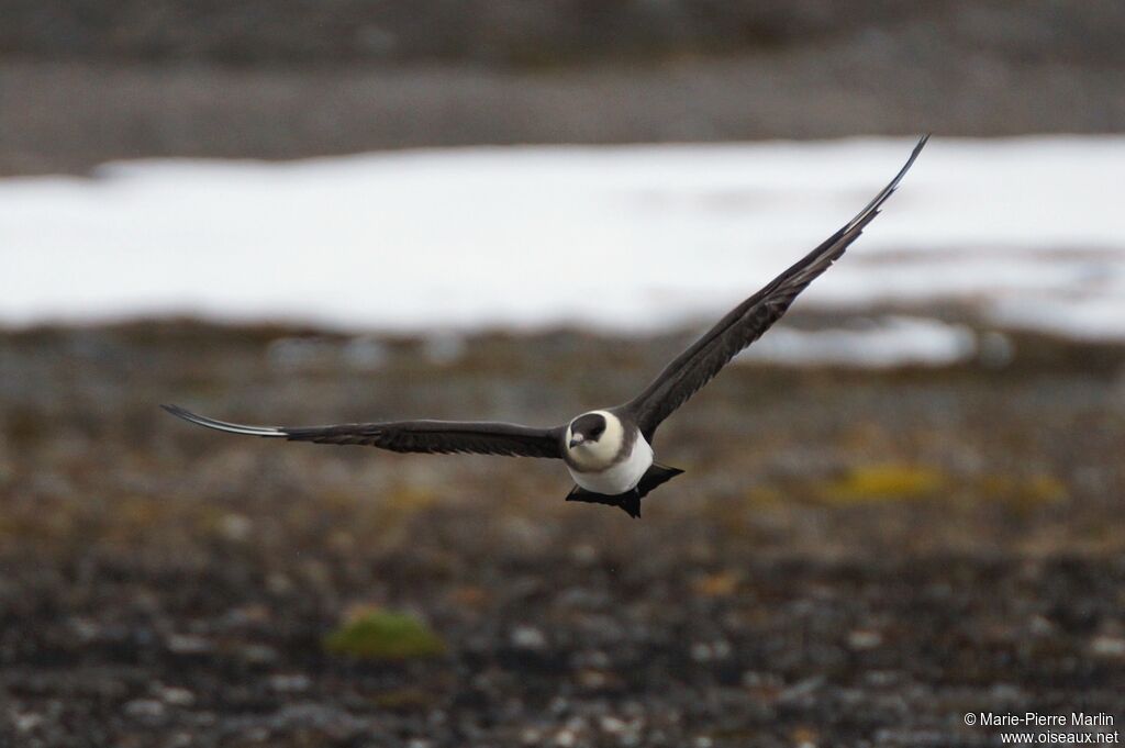 Parasitic Jaegeradult, Flight