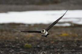 Parasitic Jaeger