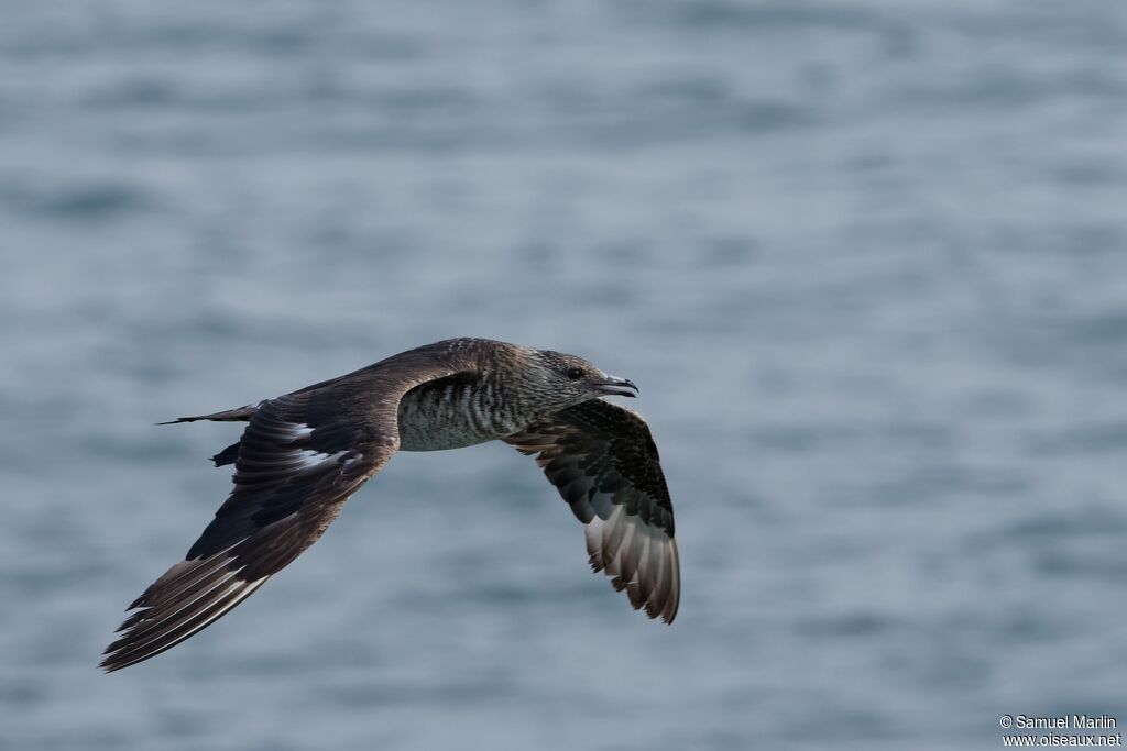 Parasitic Jaegersubadult