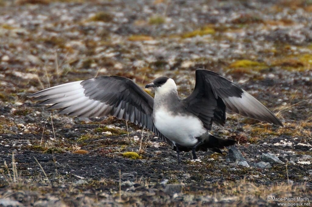 Parasitic Jaegeradult