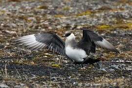 Parasitic Jaeger