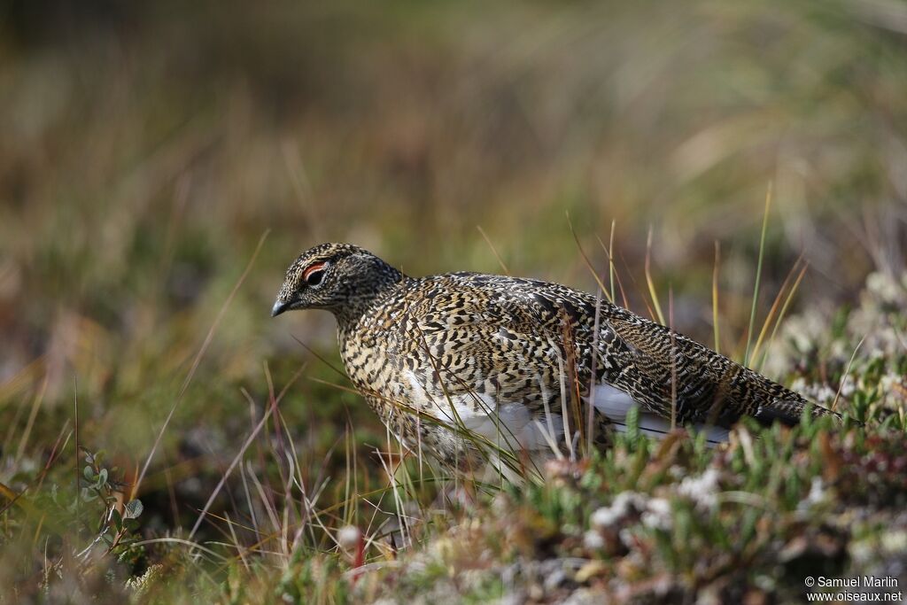 Rock Ptarmigan male adult