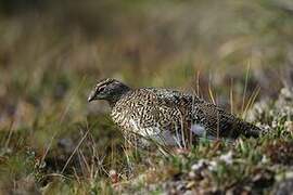 Rock Ptarmigan