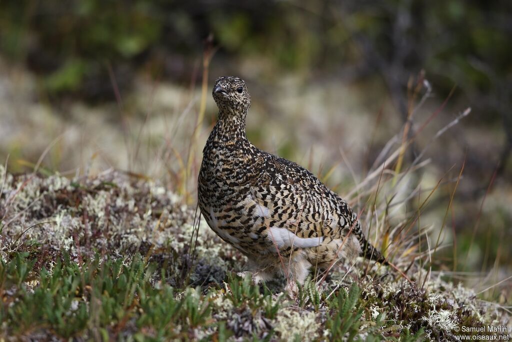 Rock Ptarmigan female adult