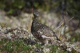 Rock Ptarmigan