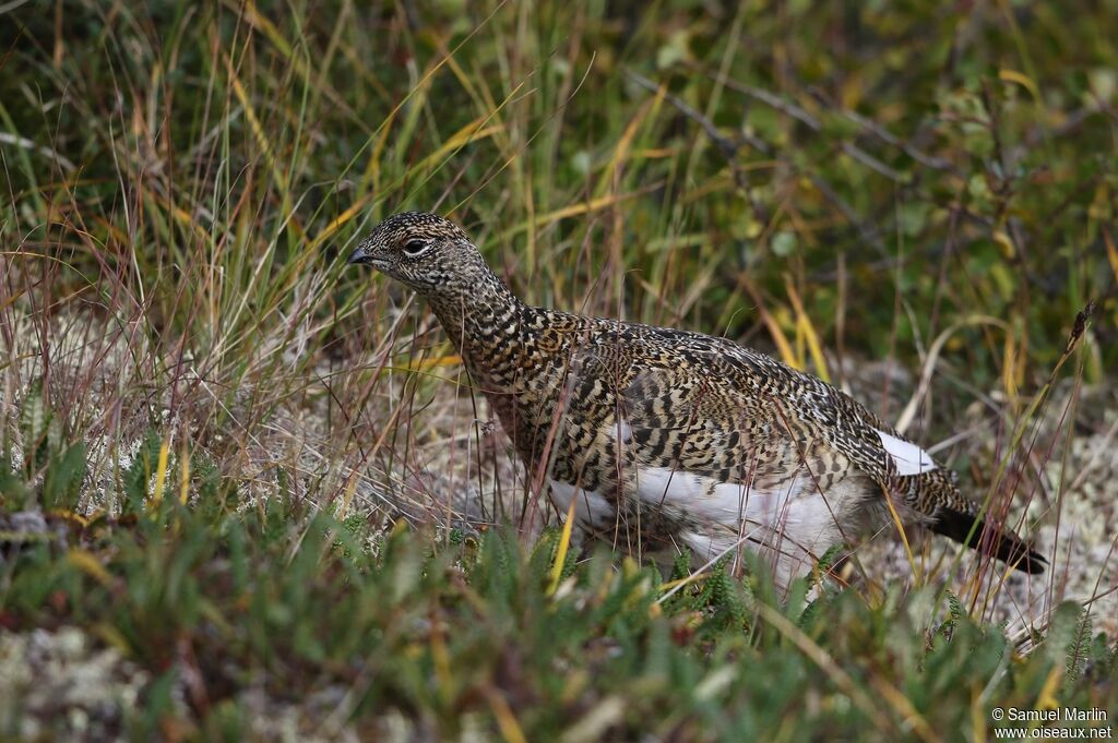 Rock Ptarmigan female adult