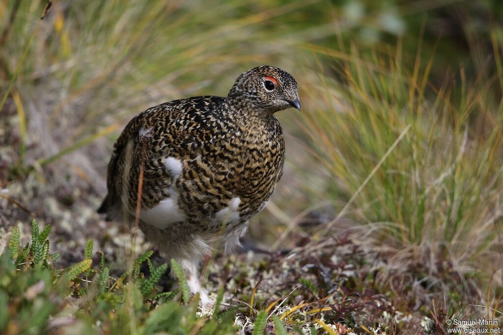 Rock Ptarmigan male adult