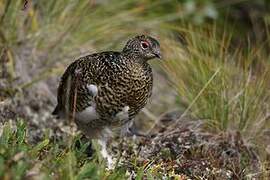 Rock Ptarmigan