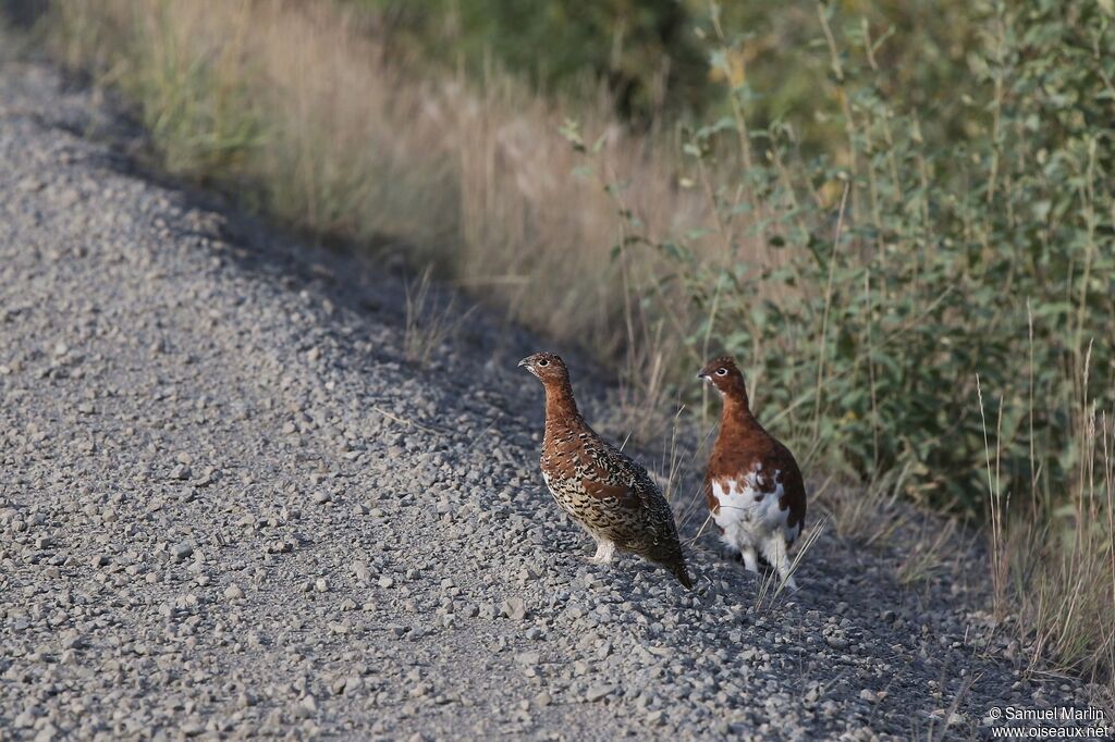 Willow Ptarmiganadult