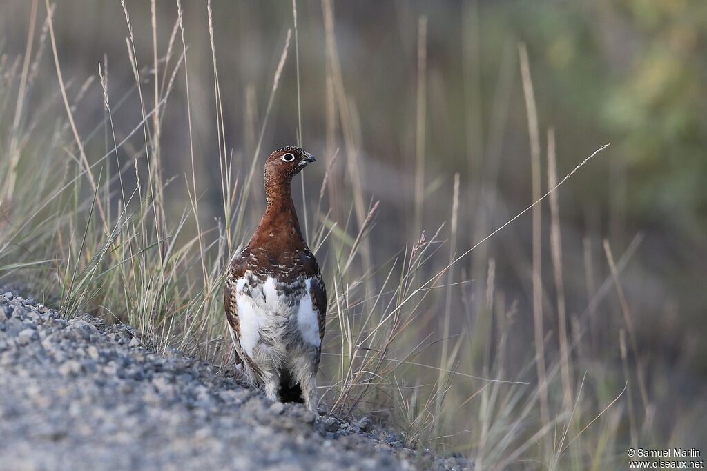 Willow Ptarmigan male adult