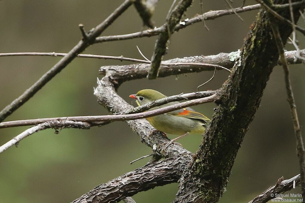 Red-billed Leiothrix male adult