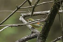 Red-billed Leiothrix