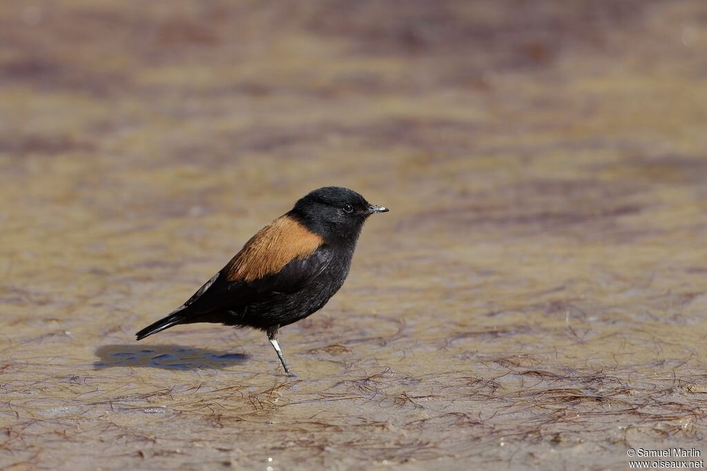 Andean Negritoadult