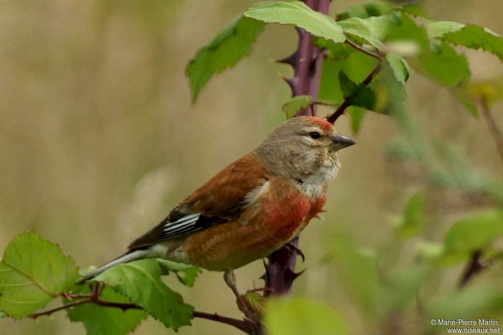 Linotte mélodieuseadulte