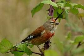 Common Linnet