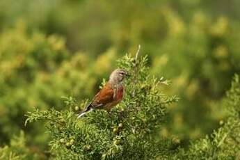 Linotte mélodieuse