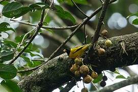 Oriole Finch