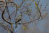 Lophospingue gris
