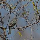 Lophospingue gris