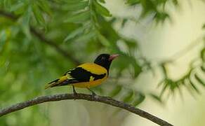 Black-hooded Oriole