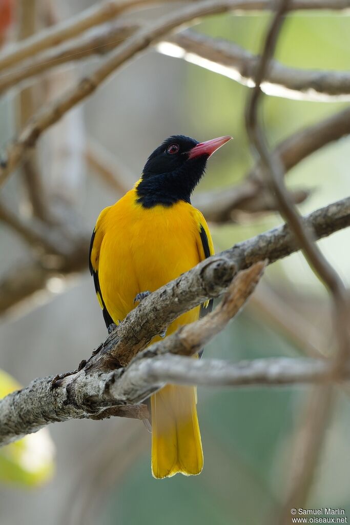 Black-hooded Oriole