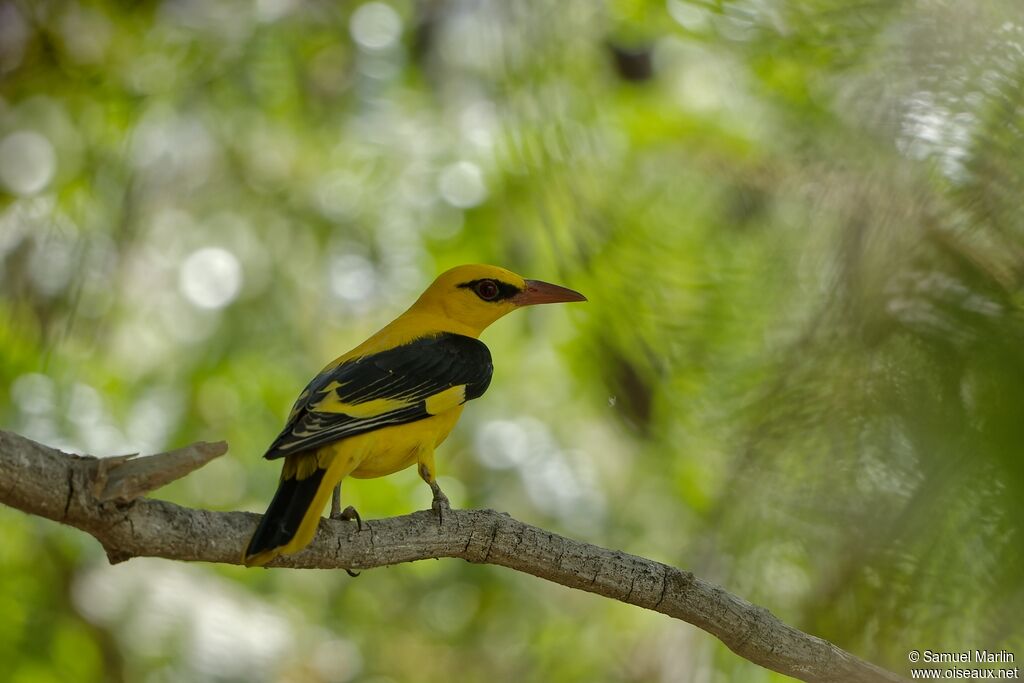 Indian Golden Orioleadult