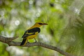 Indian Golden Oriole