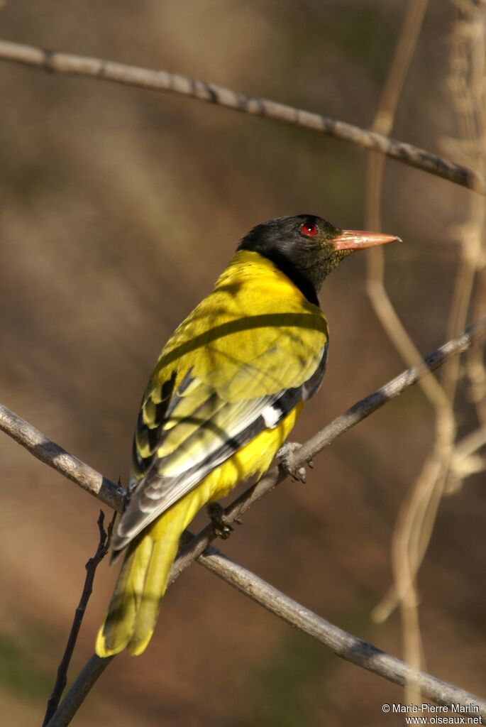 Black-headed Orioleadult