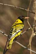 Black-headed Oriole