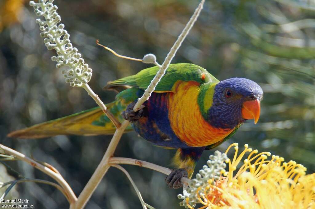 Rainbow Lorikeet male adult, aspect, pigmentation, feeding habits