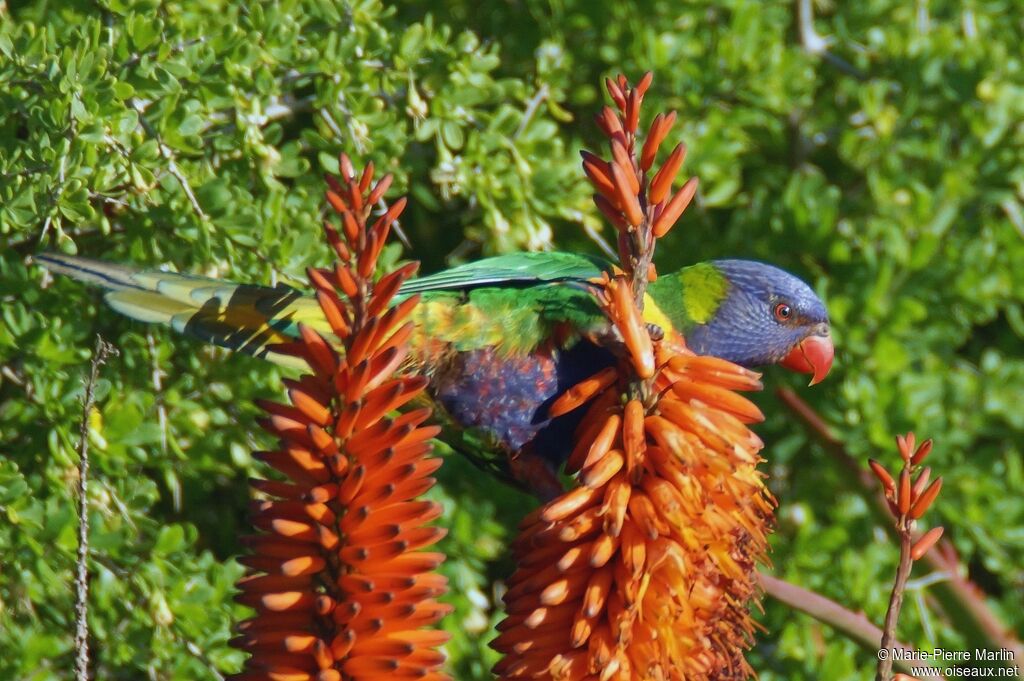 Rainbow Lorikeetadult