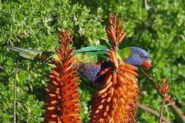 Rainbow Lorikeet