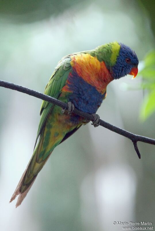 Rainbow Lorikeet male adult