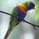 Loriquet de Swainson