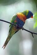 Rainbow Lorikeet