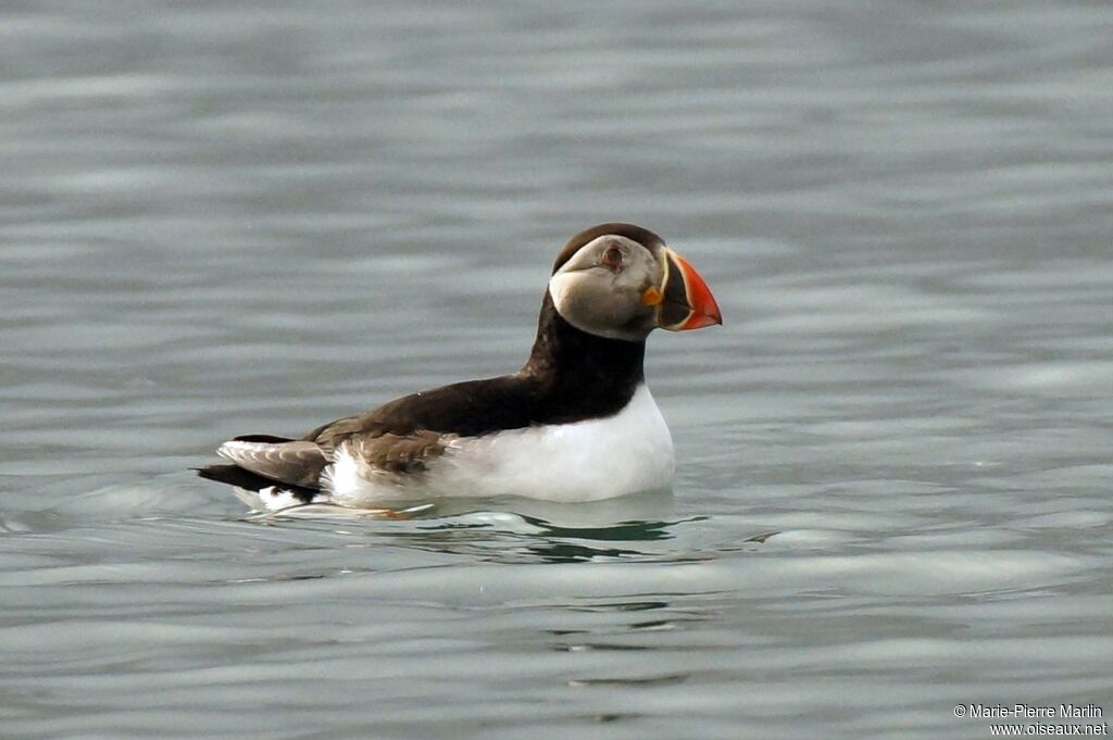 Atlantic Puffin