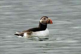 Atlantic Puffin