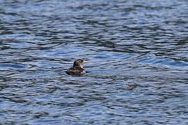 Rhinoceros Auklet