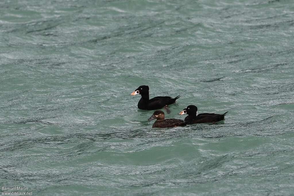 Surf Scoteradult, pigmentation, swimming