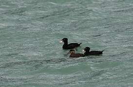 Surf Scoter