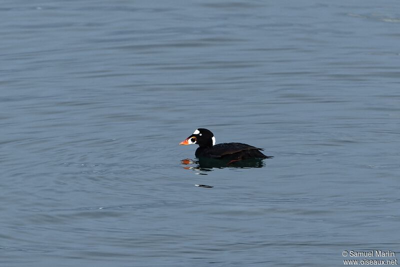 Surf Scoter male adult