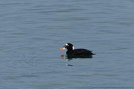 Surf Scoter