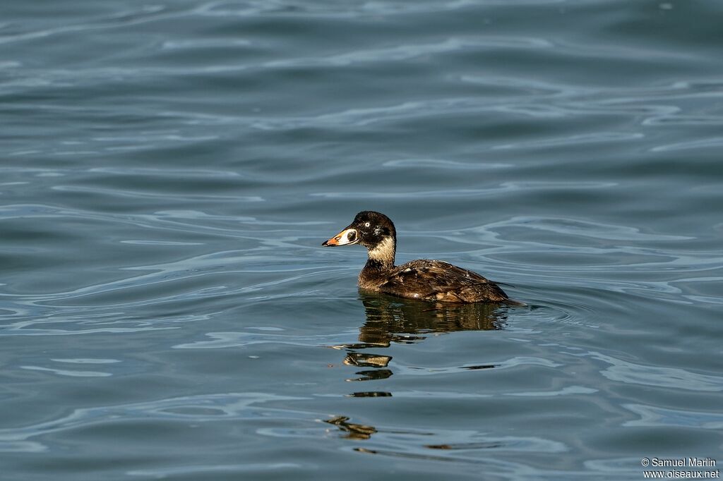 Surf Scoter