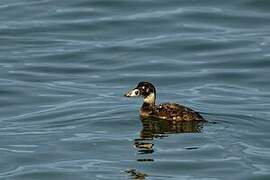 Surf Scoter