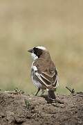 White-browed Sparrow-Weaver