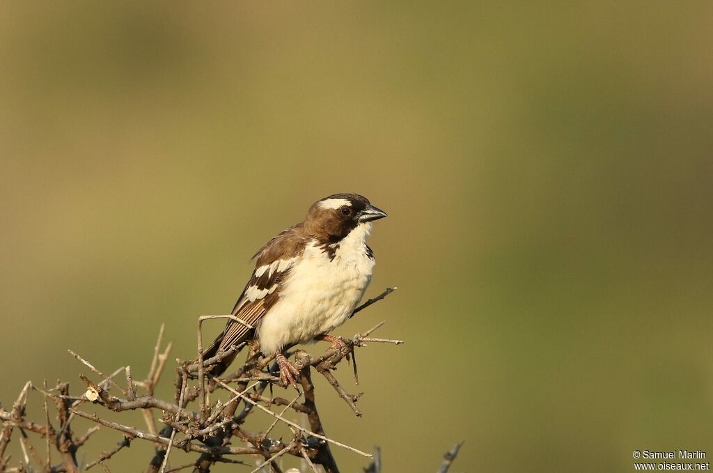 White-browed Sparrow-Weaver male adult