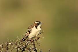 White-browed Sparrow-Weaver