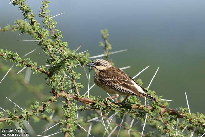 Donaldson Smith's Sparrow-Weaver male adult, identification