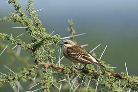 Donaldson Smith's Sparrow-Weaver