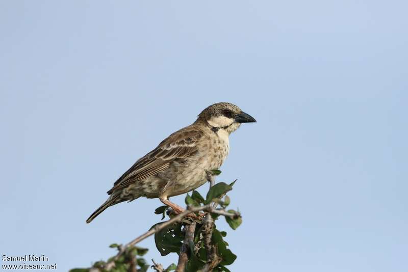 Donaldson Smith's Sparrow-Weaveradult, identification